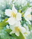 Картина «Жасмін», художник Сергій Кушанов, 0 грн.